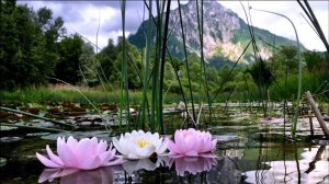 Волшебная музыка счастья - Павел Ружицкий