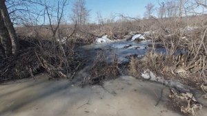 Весенний поход на болото, ПВД, вареная картошка с сало?