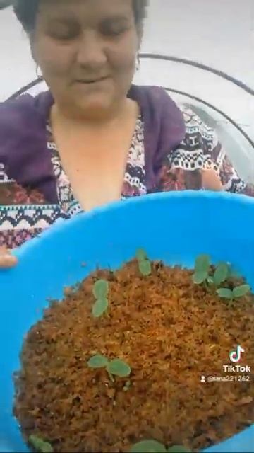 #огород#жизньвдеревне удобный способ проращивания ог? смотреть онлайн