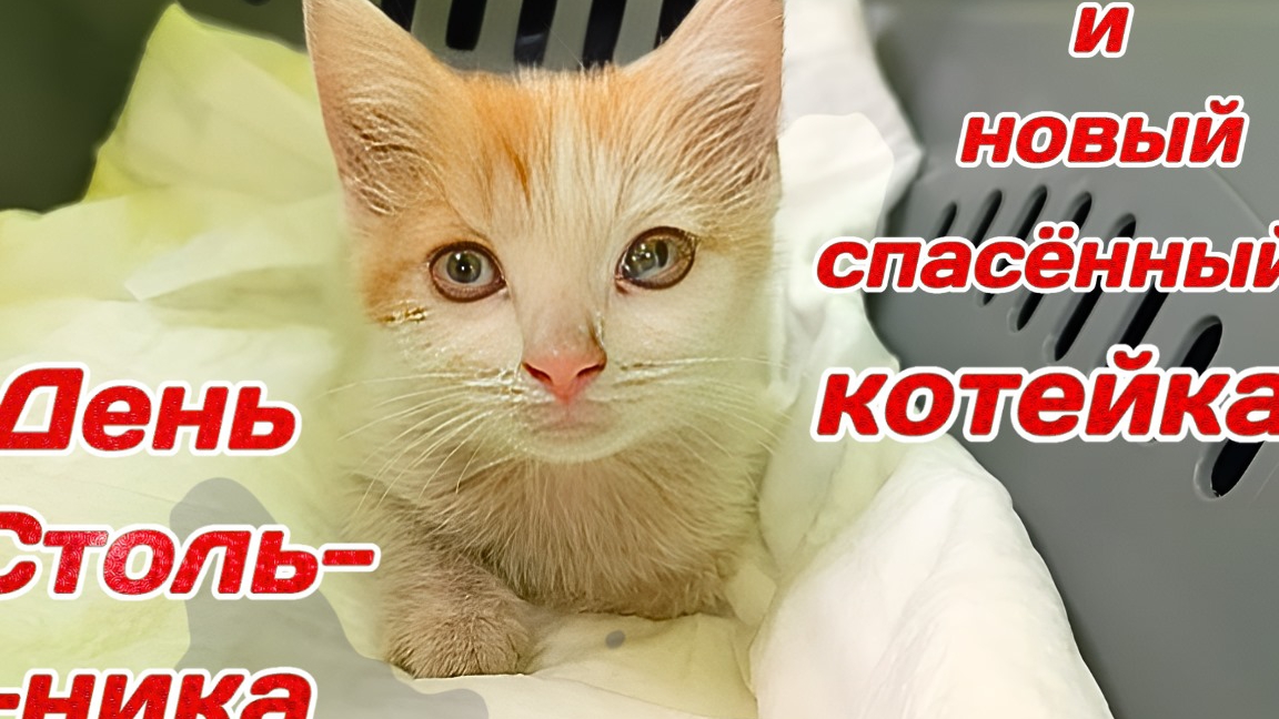 День Стольника и новый спасëнный котейка.