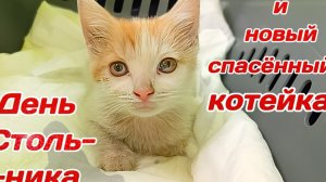 День Стольника и новый спасëнный котейка.