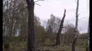 Березы, посаженные по повелению Екатерины 2 вдоль Сибирского тракта...