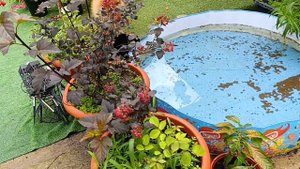 Проверяем сад после дождя, вода ушла, розы набухают.