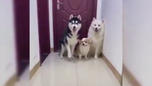 Забавные моменты с животными