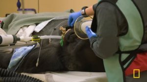 Gorilla Dentist (Full Episode) | Secrets of the Zoo: North Carolina | Nat Geo Animals