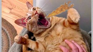СМЕШНЫЕ КОТЫ 2025 ЛУЧШИЕ ПРИКОЛЫ С КОТАМИ, КОШКИ, КОТИКИ, СОБАЧКИ, СМЕШНОЕ ВИДЕО