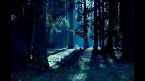 звуки леса Пение птиц в ночном лесу для сна и медитаци?