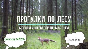 Прогулки по лесу. День за днем с дедом Многоведом. 30 мая 2025г. Эпизод 925.
