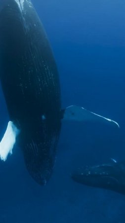 No thoughts, just whales  | OceanXplorers