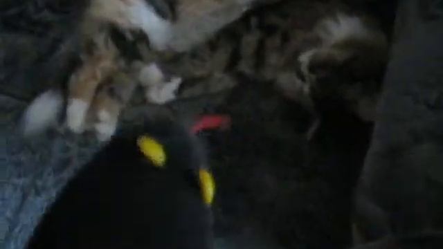 Чёрная Мамба смотреть онлайн