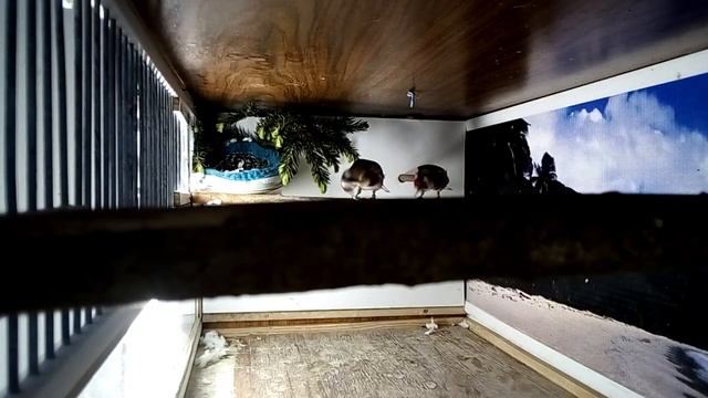 видео друзей смотреть онлайн