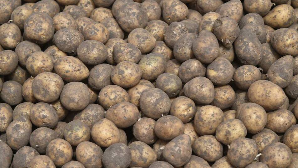 Тонны картофеля выбросили возле села в Приморье