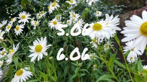 Лунный календарь для цветоводов с2.06-8.06.25г.