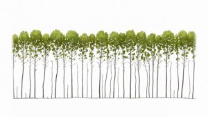 Как лесоводы Северной Германии работают с дубравами и деревьями будущего