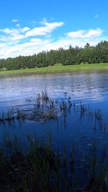 МОМЕНТ, ради которого стоит идти НА РЫБАЛКУ. #shorts #рыба? смотреть онлайн