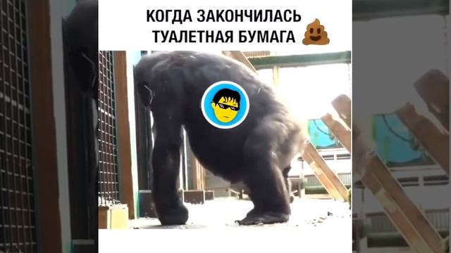 Когда закончилась туалетная бумага смотреть онлайн