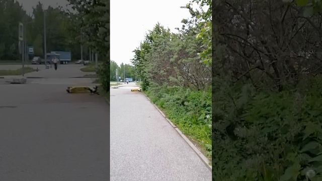 Природа Красносельского района