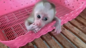 Обезьянка сиротка нагоревалась одна Кричит пищит брыкается Взяли на руки Вытирают гладят Успокои