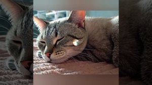 Сон кота