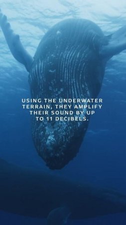 Humpback Whale Songs  | OceanXplorers