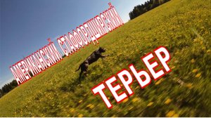 АМЕРИКАНСКИЙ СТАФФОРДШИРСКИЙ ТЕРЬЕР - ЛЕТЯЩЕЙ ПОХОДКОЙ FPV