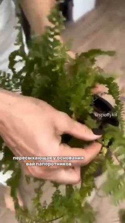 СИГНАЛЫ ЦВЕТОВ