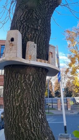 Скворцы тоже горцы