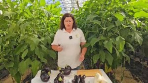 NEW 2025! Топ-6 баклажанов без семян, которые вы обязаны по?