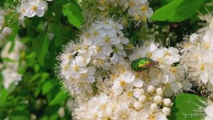 Все оттенки мая! Майские снегопад и цветение, солнечное гало и многое другое...