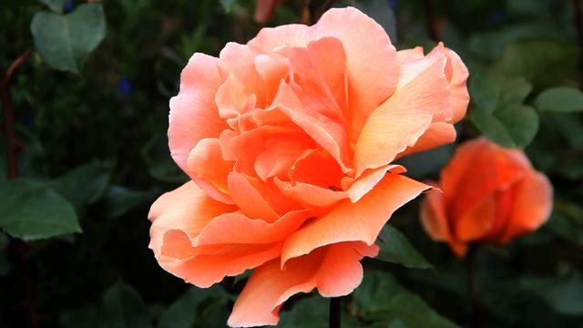 Слушать самую красивую песню и видео онлайн смотреть онлайн