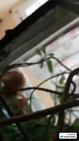 From the life of a red-haired cat (из жизни рыжего котейки)