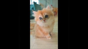 британская девочка хайленд