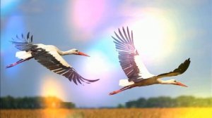 ЖУРАВЛИ НА ПОЛЕСЬЕ ЛЕТЯТ.Песня о Полесском крае на сти