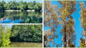 Весна в городском лесу