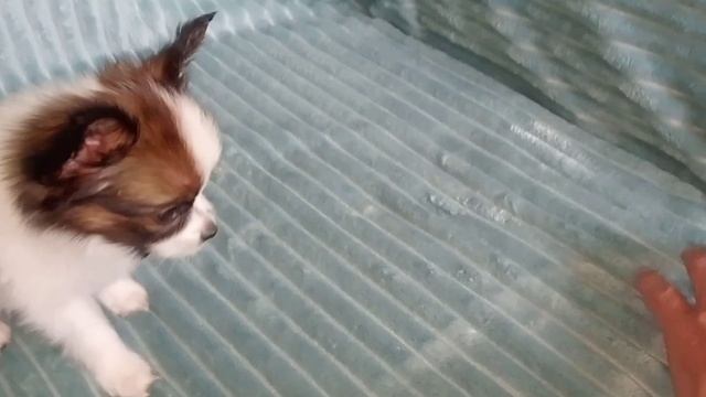 девочка папийон 2 мес