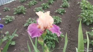 коллекция цветочков часть 2