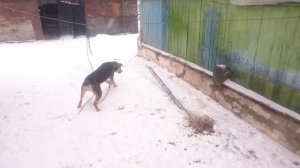 Собачья работа 2