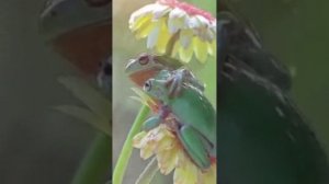 Музыкальная нежная композиция