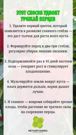Этот способ удвоит урожай перцев