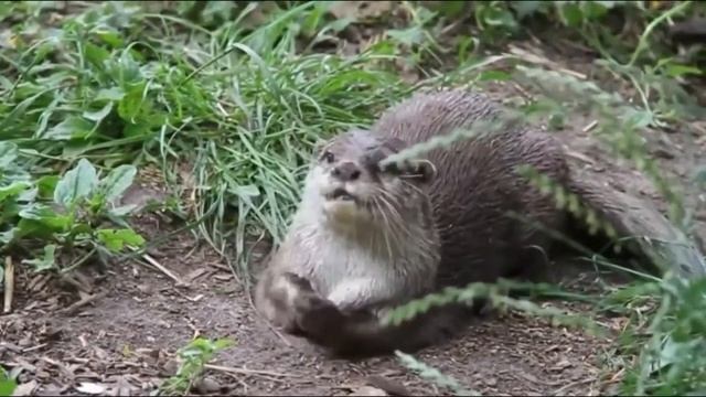 Детское видео Смешные зверята Приколы с котами - Очень смешно (2019) МатроскинТВ смотреть онлайн