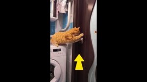 Котики рулят #Shorts