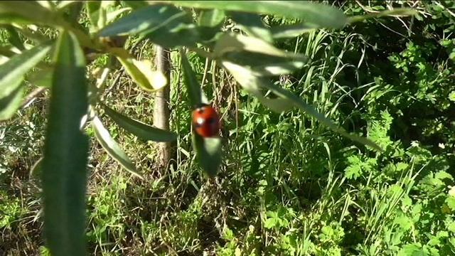 Божья коровка на огороде