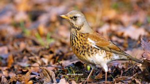 «Дикие выходные с Павлом Глазковым». 31 мая