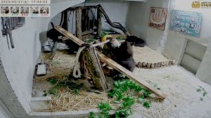 Медвежата оценили новую детскую комнату