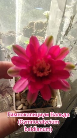 Гимнокалициум Бальда (Gymnocalycium baldianun) 🌺