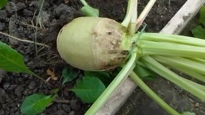Первый урожай. Белая свекла.