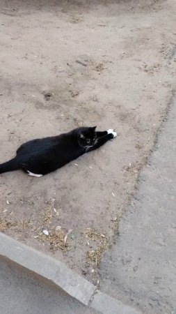 Кошка