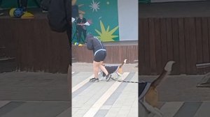 дог шоу! умелая собака