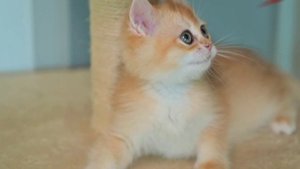 британская золотая шиншилла мальчик