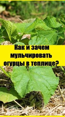 Как я провожу мульчирование огурцов в теплице?